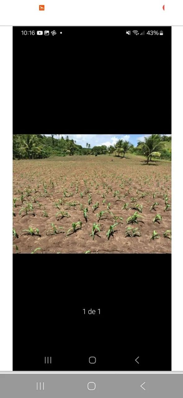Sitio 3 hectare em alhanda  - Foto 3