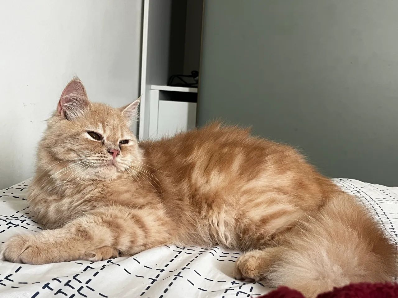 Gato persa 6 meses