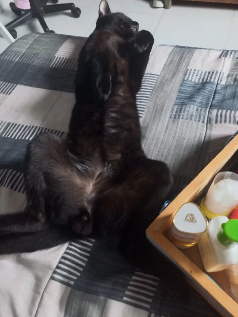 Gato preto para adoção  - Foto 2