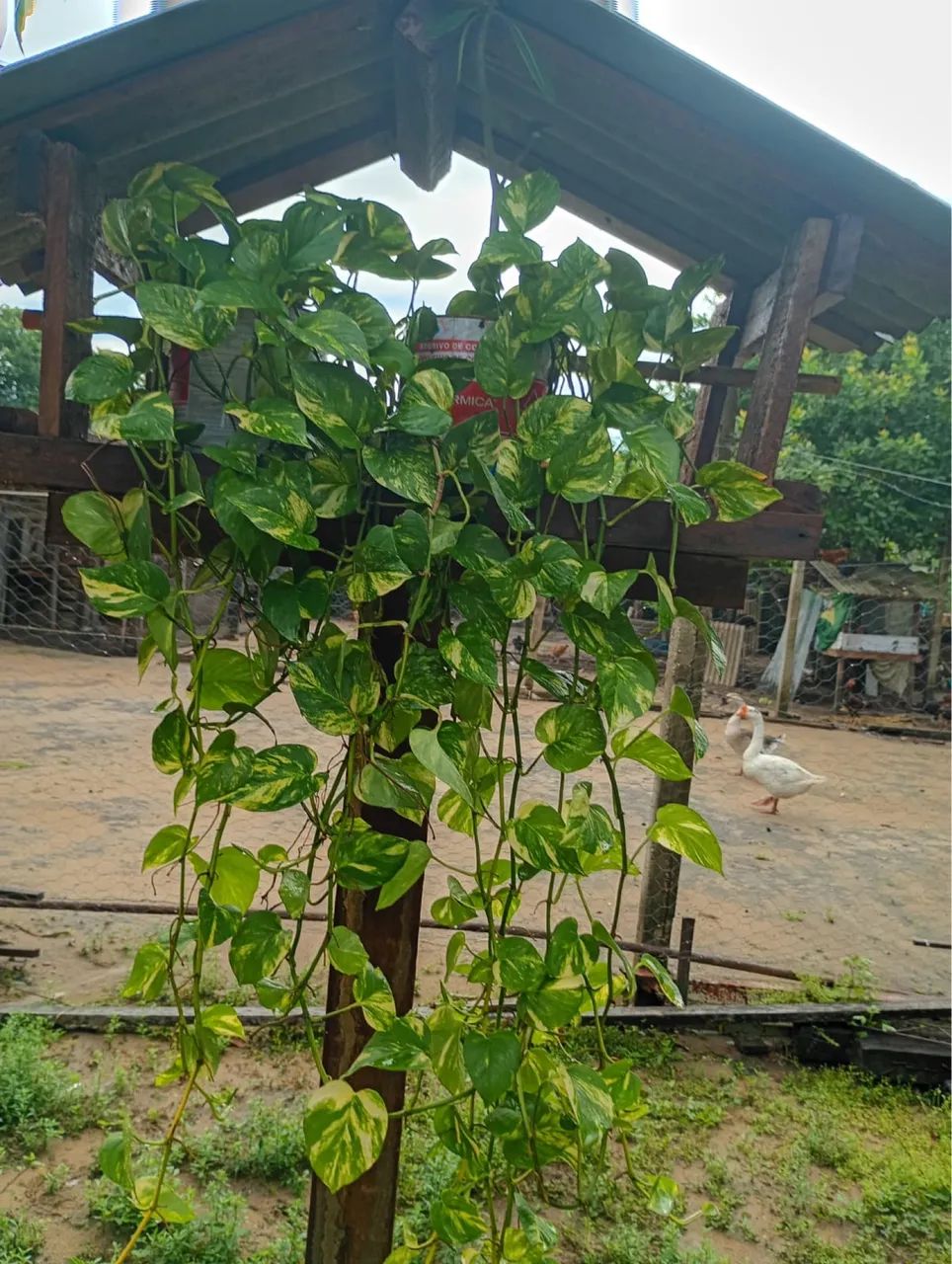 Plantas e jardim - Foto 3