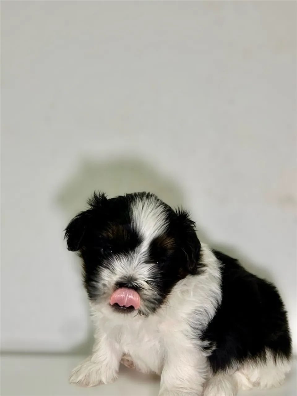 Cachorro - Foto 2