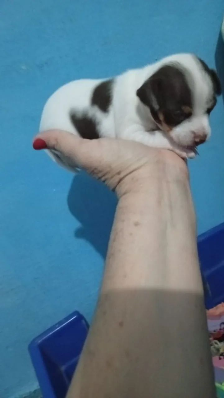 Pinscher  - Foto 2