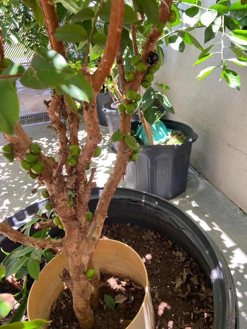 Jabuticaba híbrida  - Foto 4