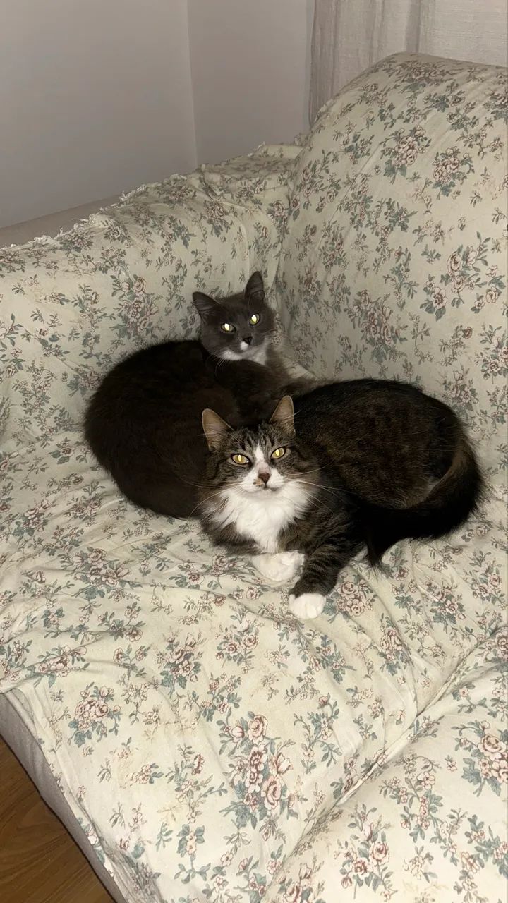 Duas gatinhas para adoção responsável  - Foto 3