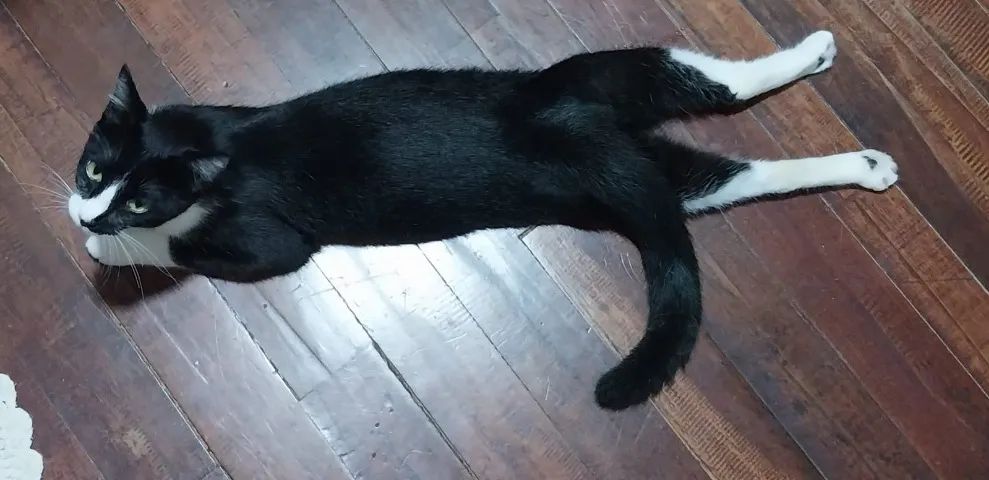 Gatinho Frajola Castrado - 1 ano - Foto 3