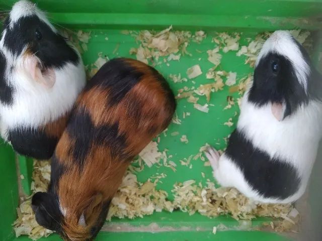 Porquinhos da índia  - Foto 2