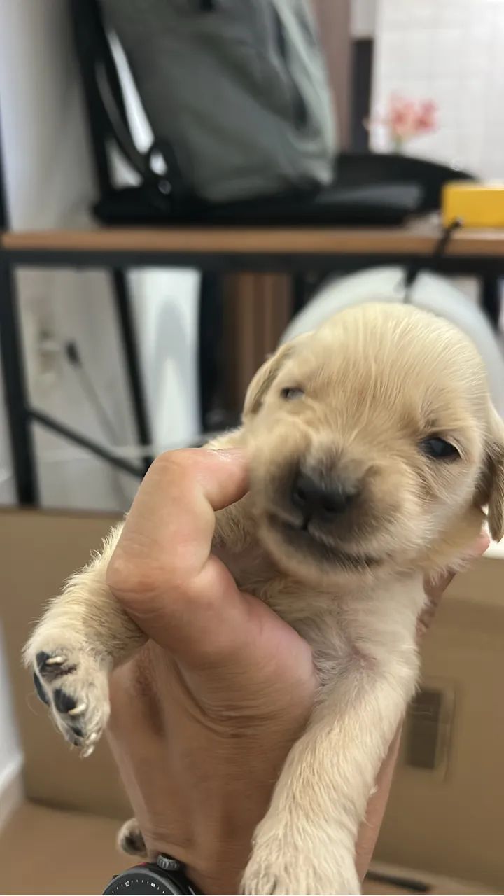 Golden  - Foto 4