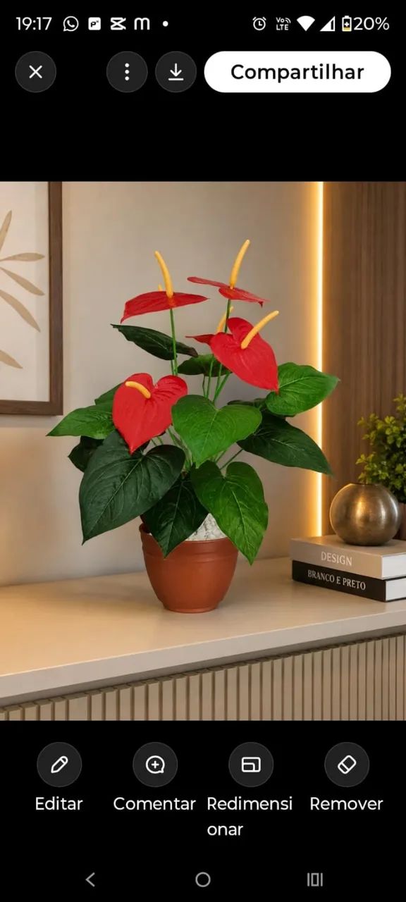 anturio vermelho