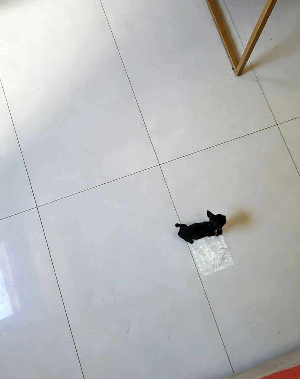 Pinscher 0 - Foto 2