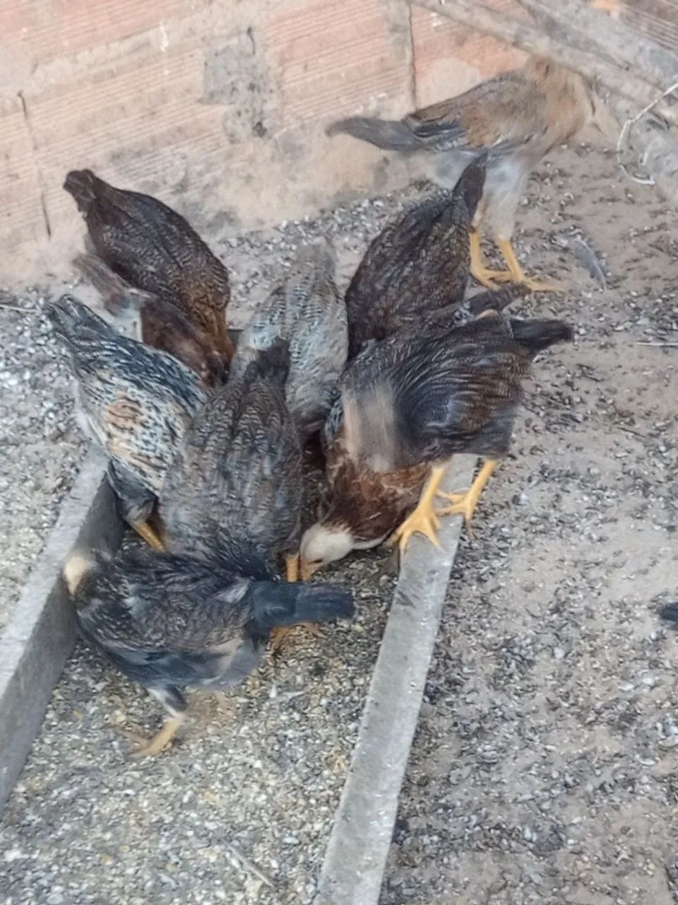 Franguinhos  - Foto 2