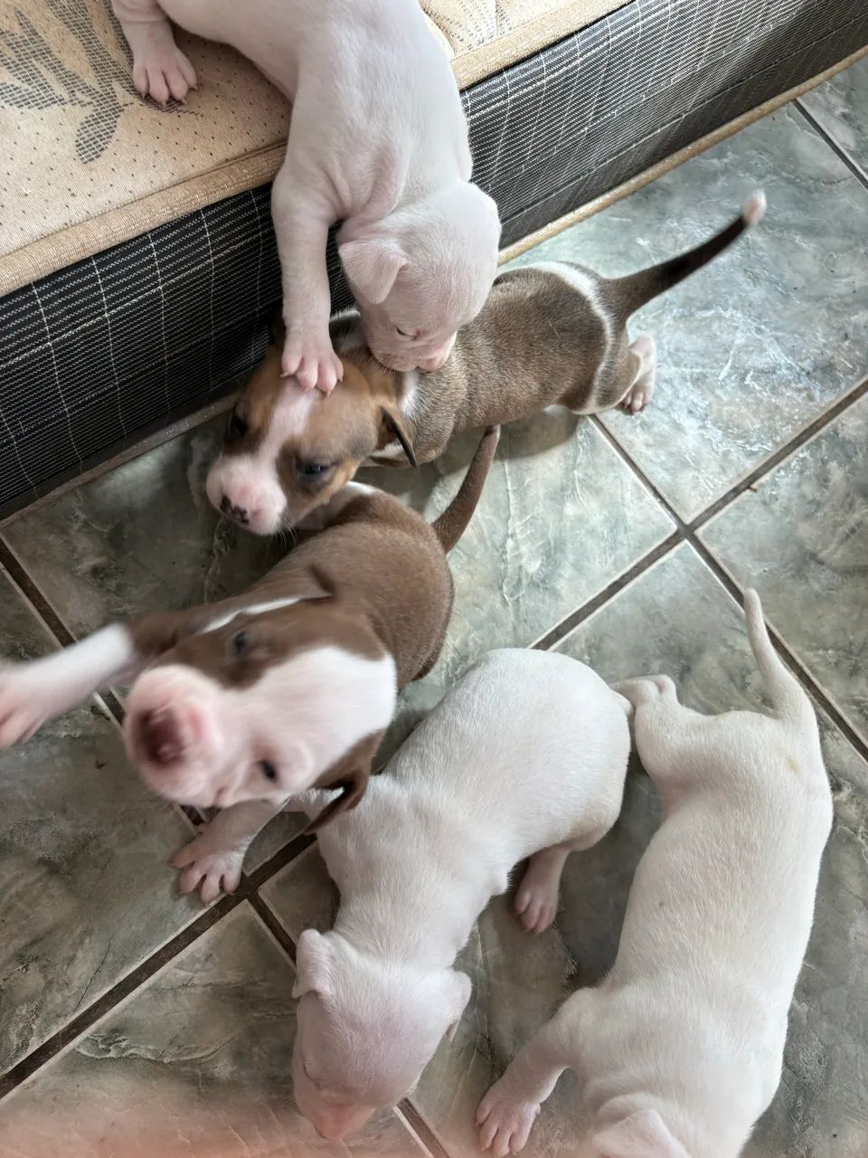 Pitbull - Foto 5