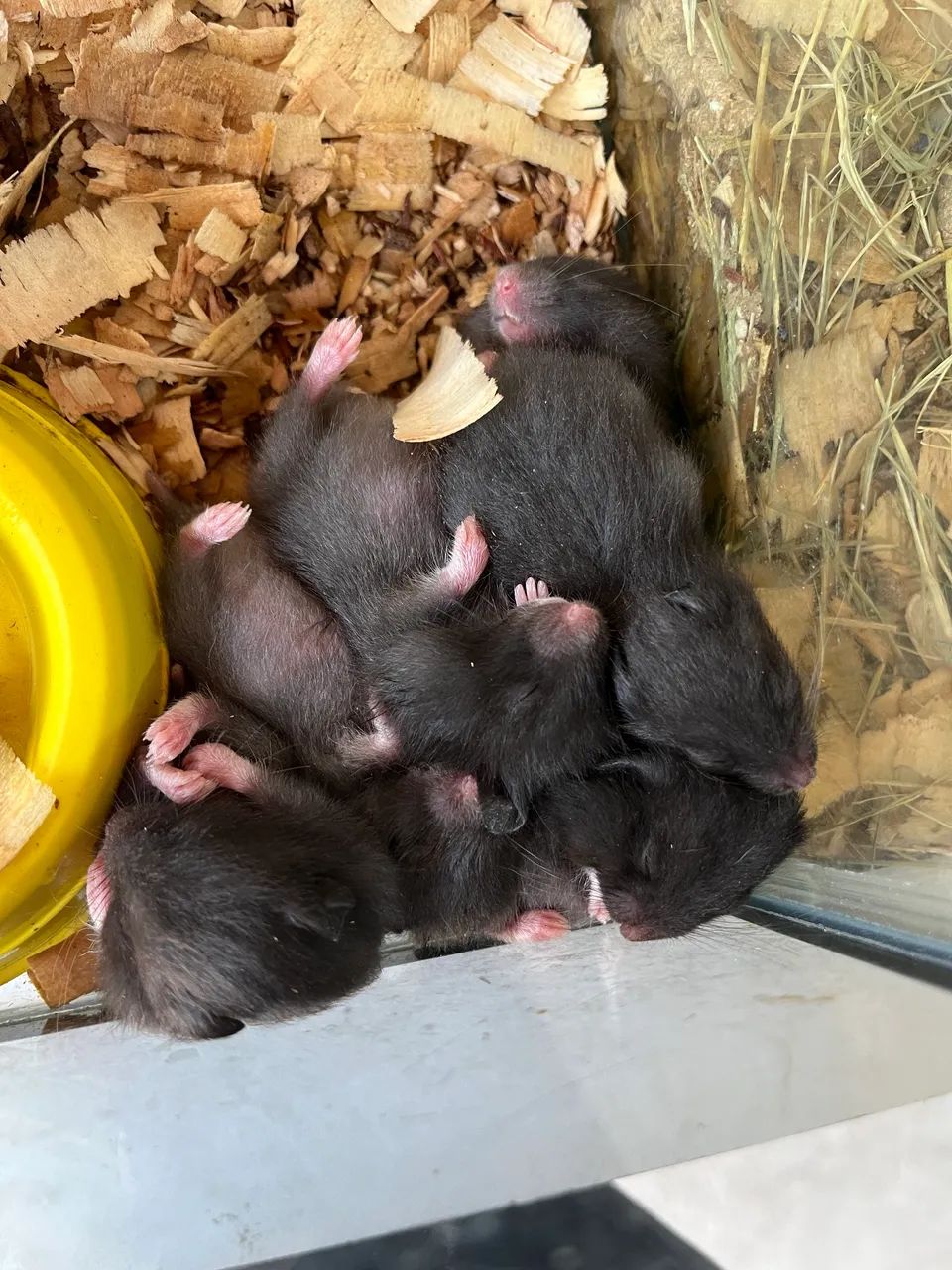 Hamster sírio filhote