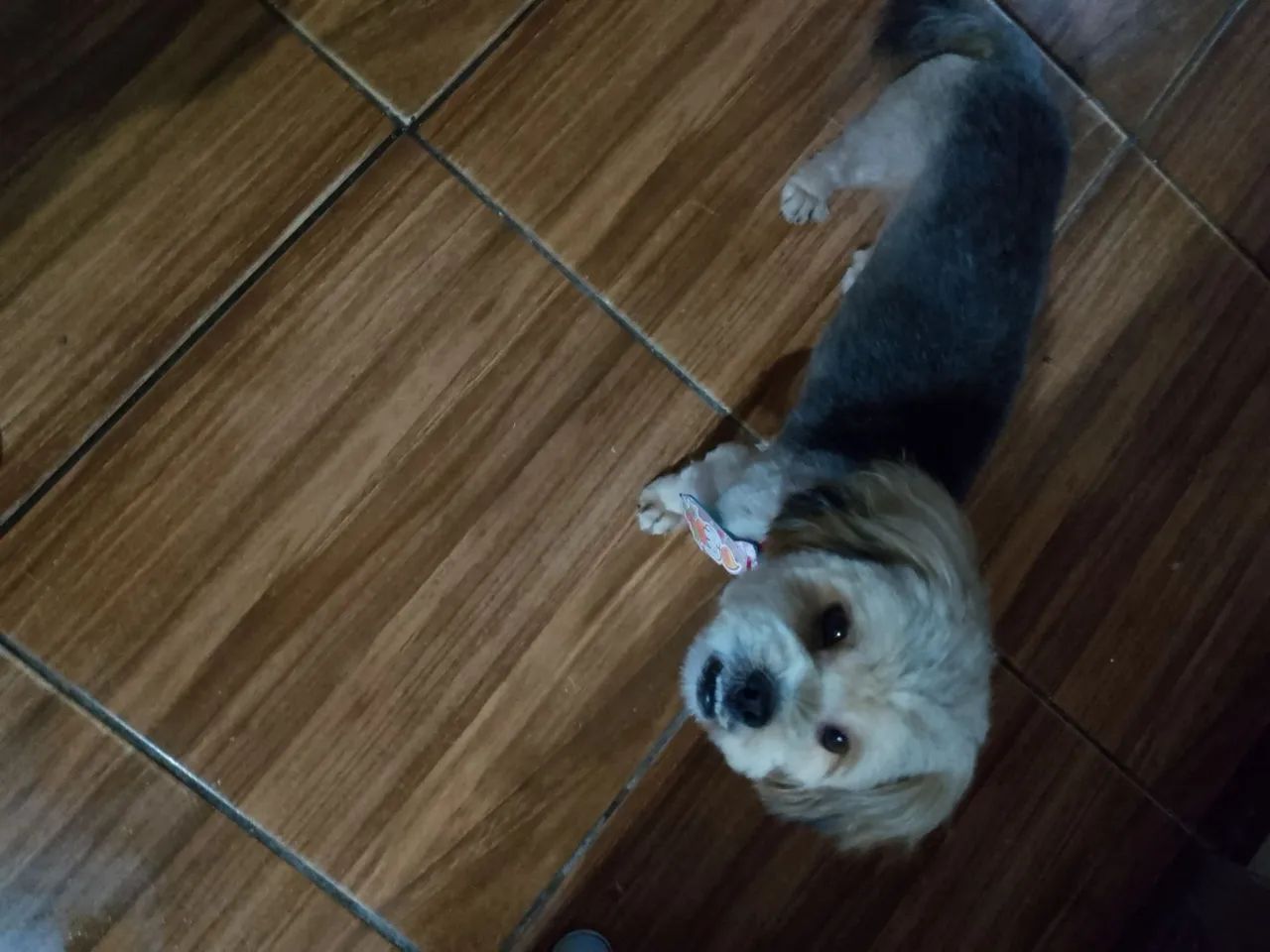 Cachorro  - Foto 2