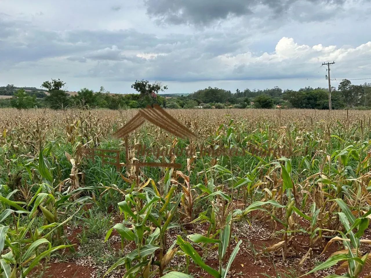 Sitio com 2 alqueires em Cesário Lange-SP - Foto 4