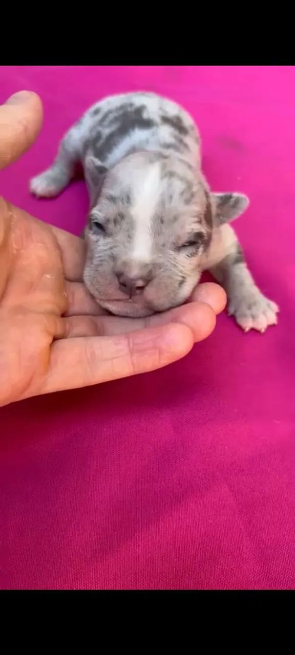 American bully / filhotes - Foto 4