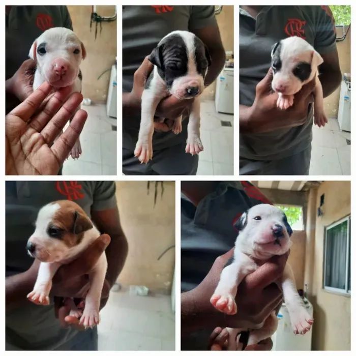 Filhotes de pitbull 