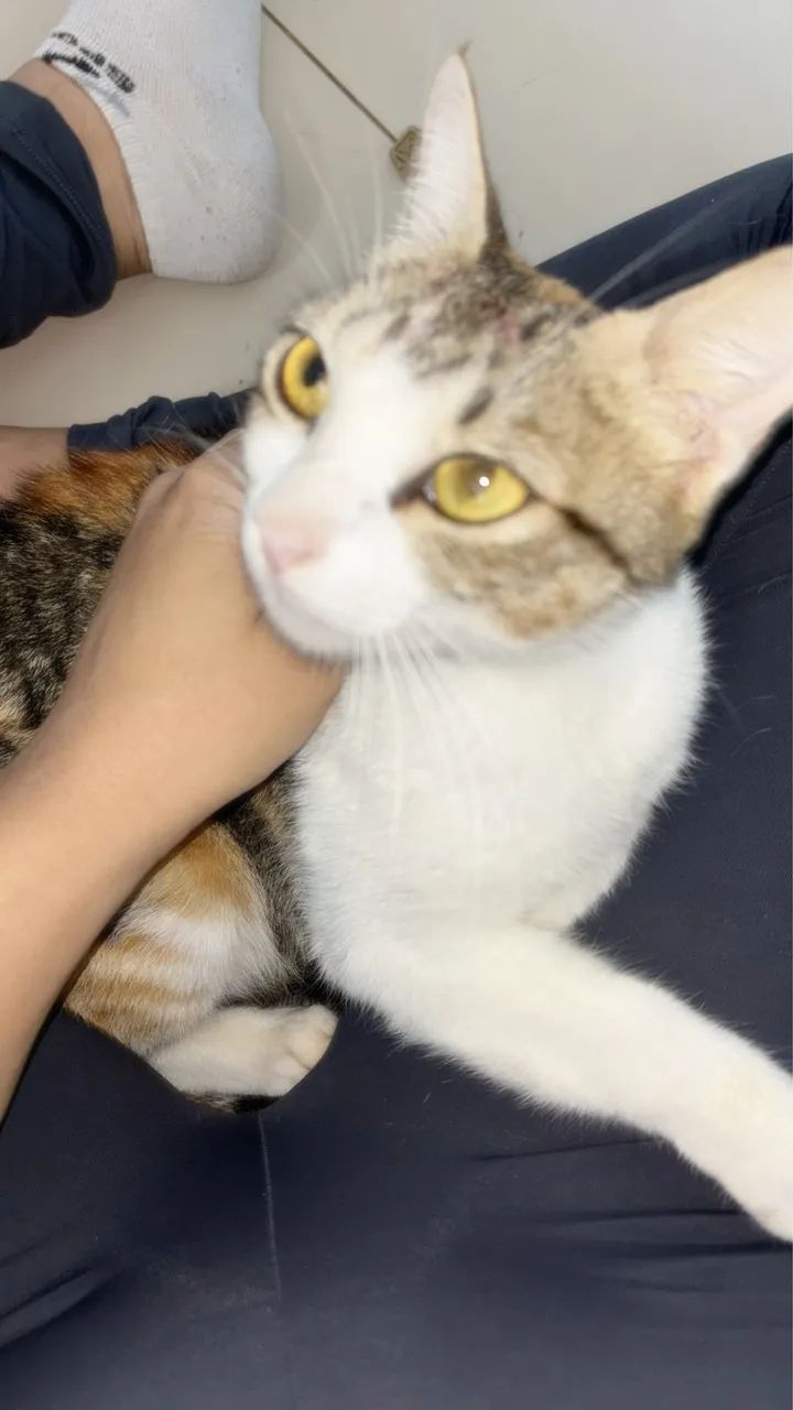 Gatas para adoção  - Foto 5