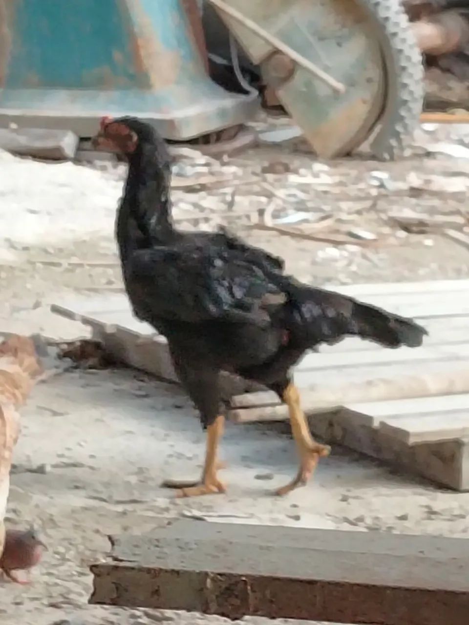 Galinha índia  - Foto 5