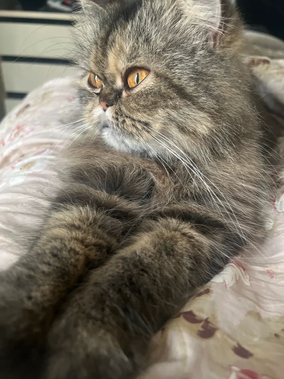 Gata Persa - Foto 2