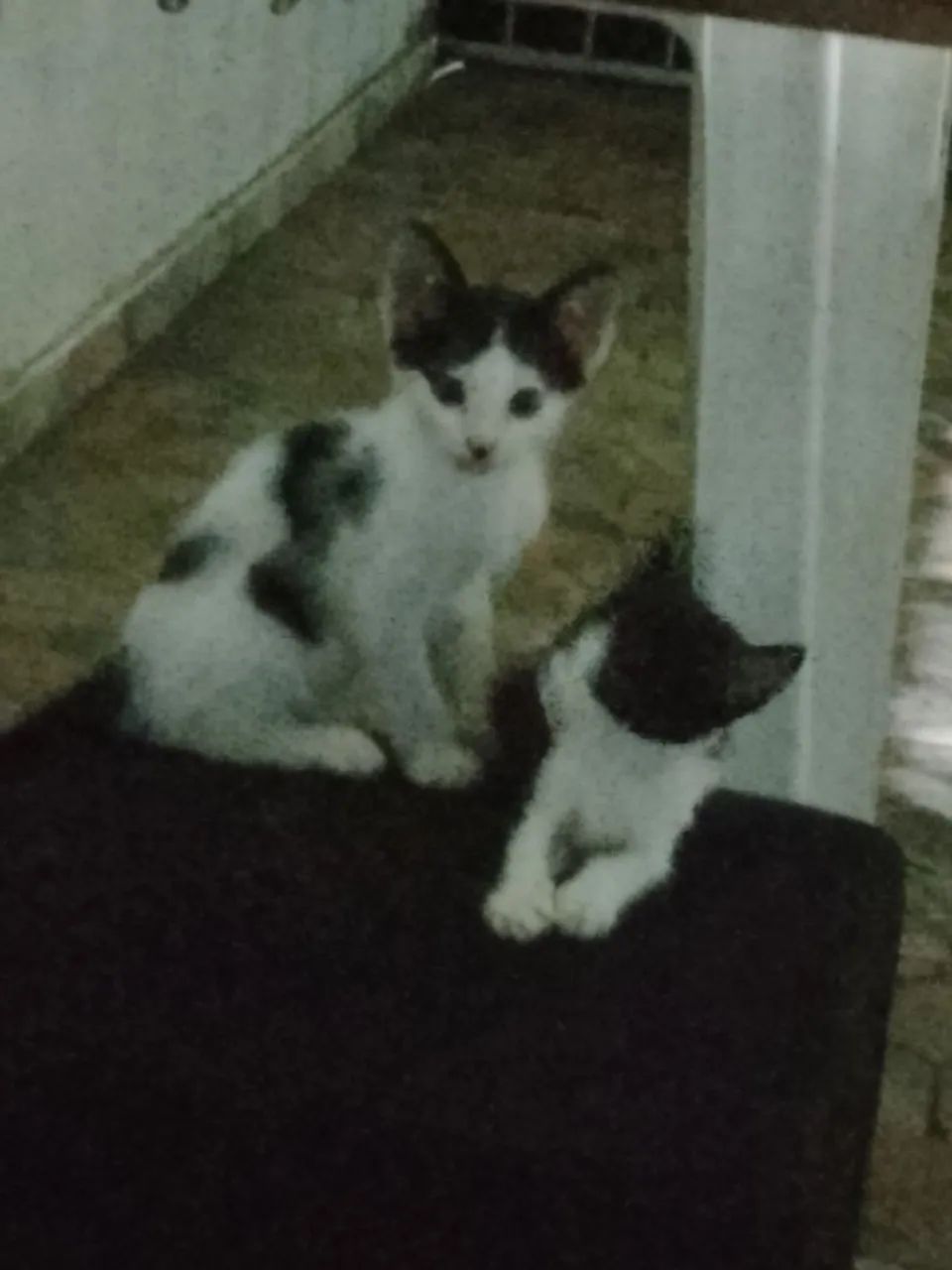 Gatos Irmãos  - Foto 3