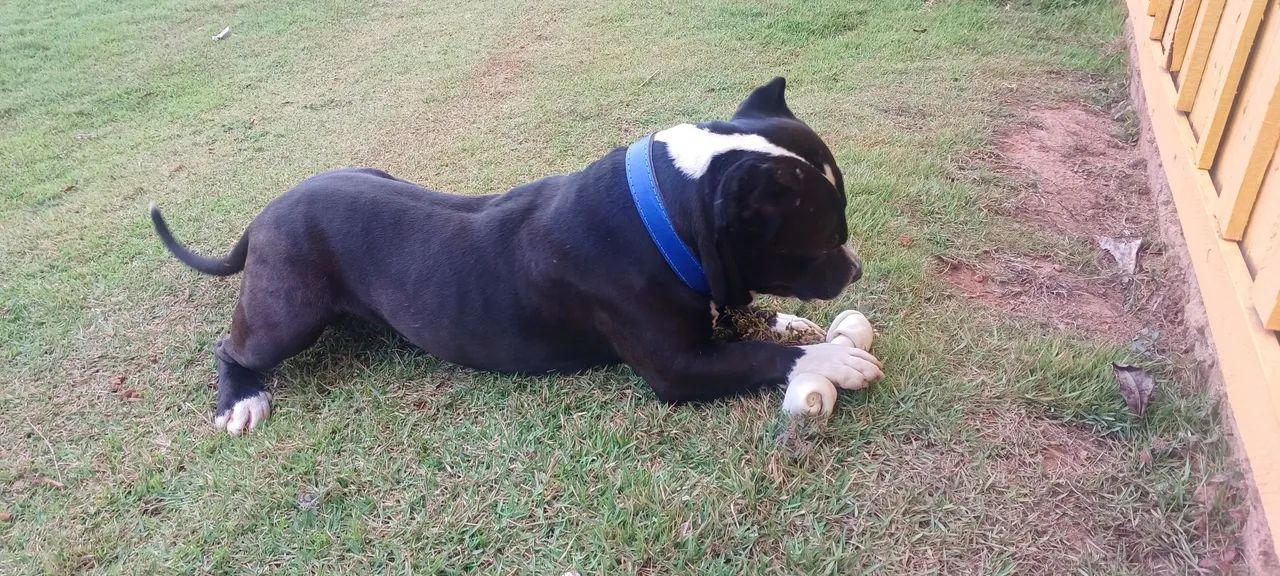 Doação de cachorro ? 