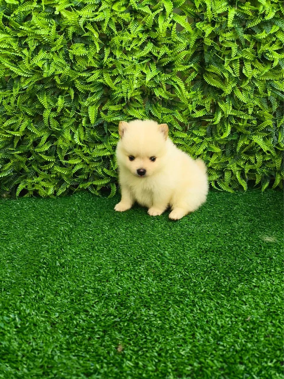 Spitz alemão - Foto 5