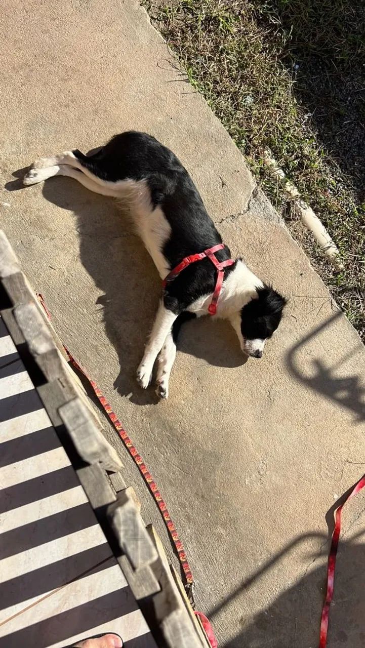 Essa linda cachorrinha para doação - Foto 2