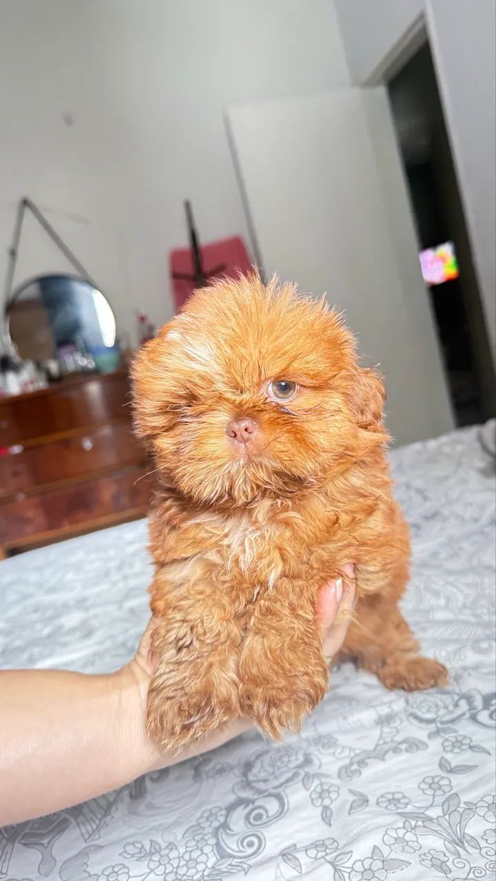 Shihtzu  - Foto 2