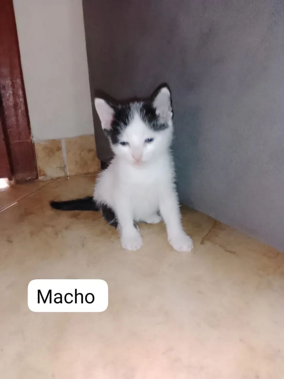 Gatos
