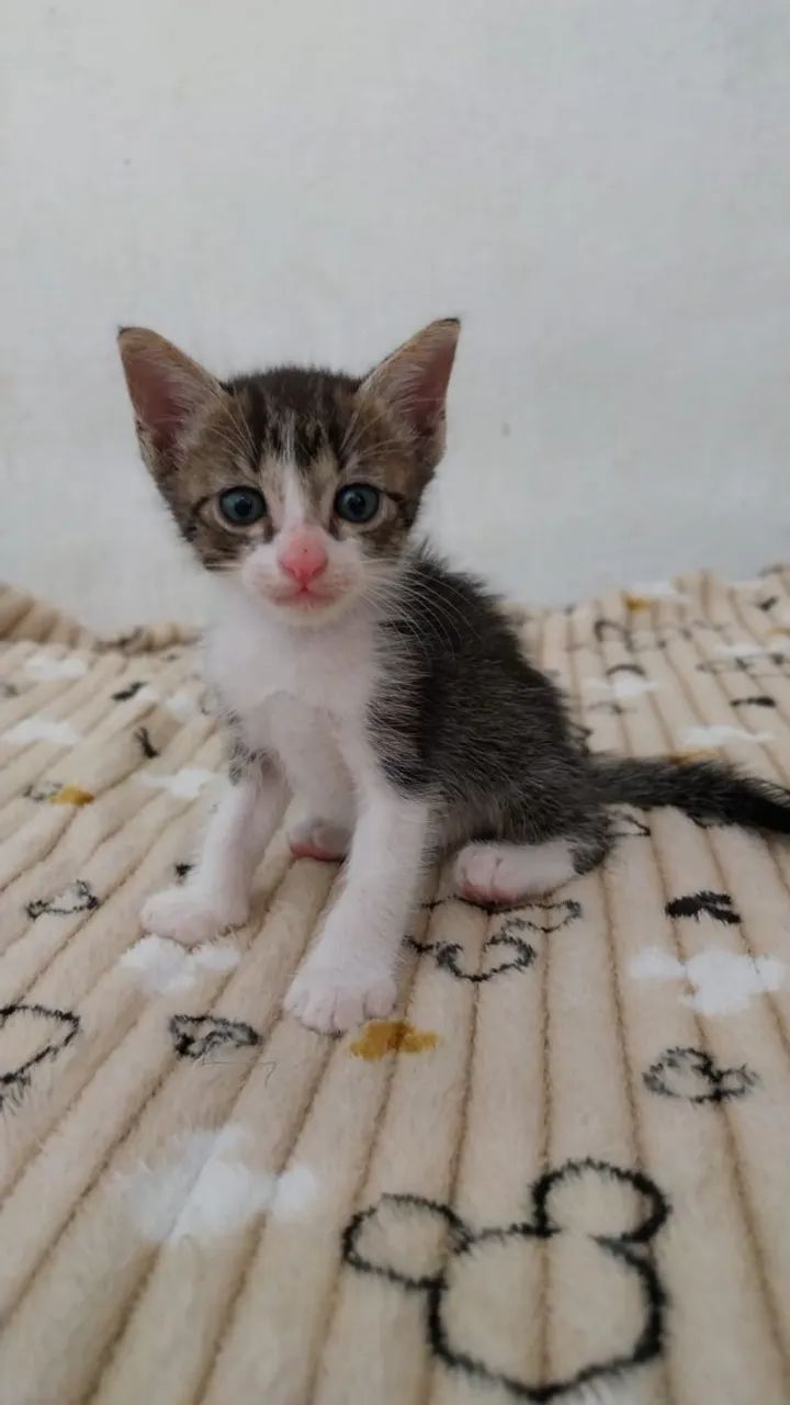 Gatos para Adoção - Foto 5