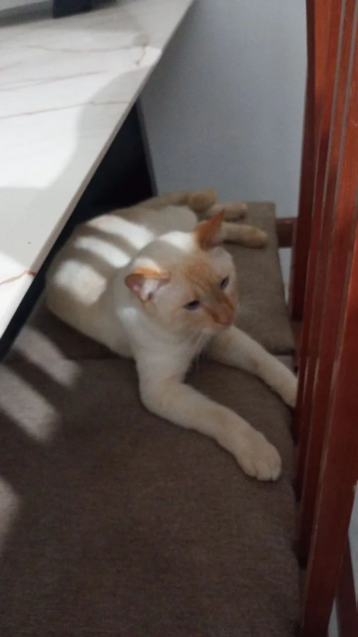 Doação de gato