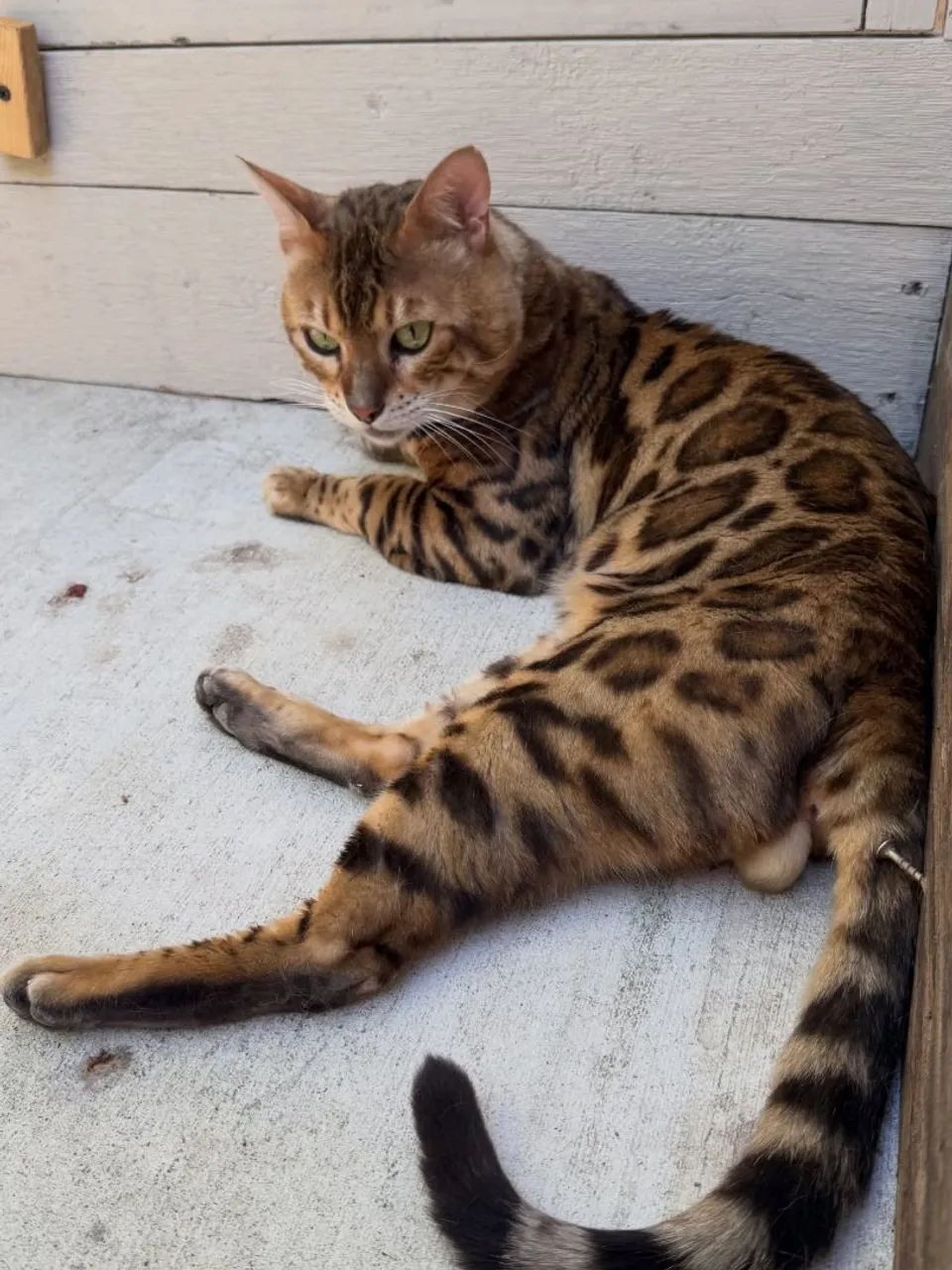 Bengal Macho - Foto 2