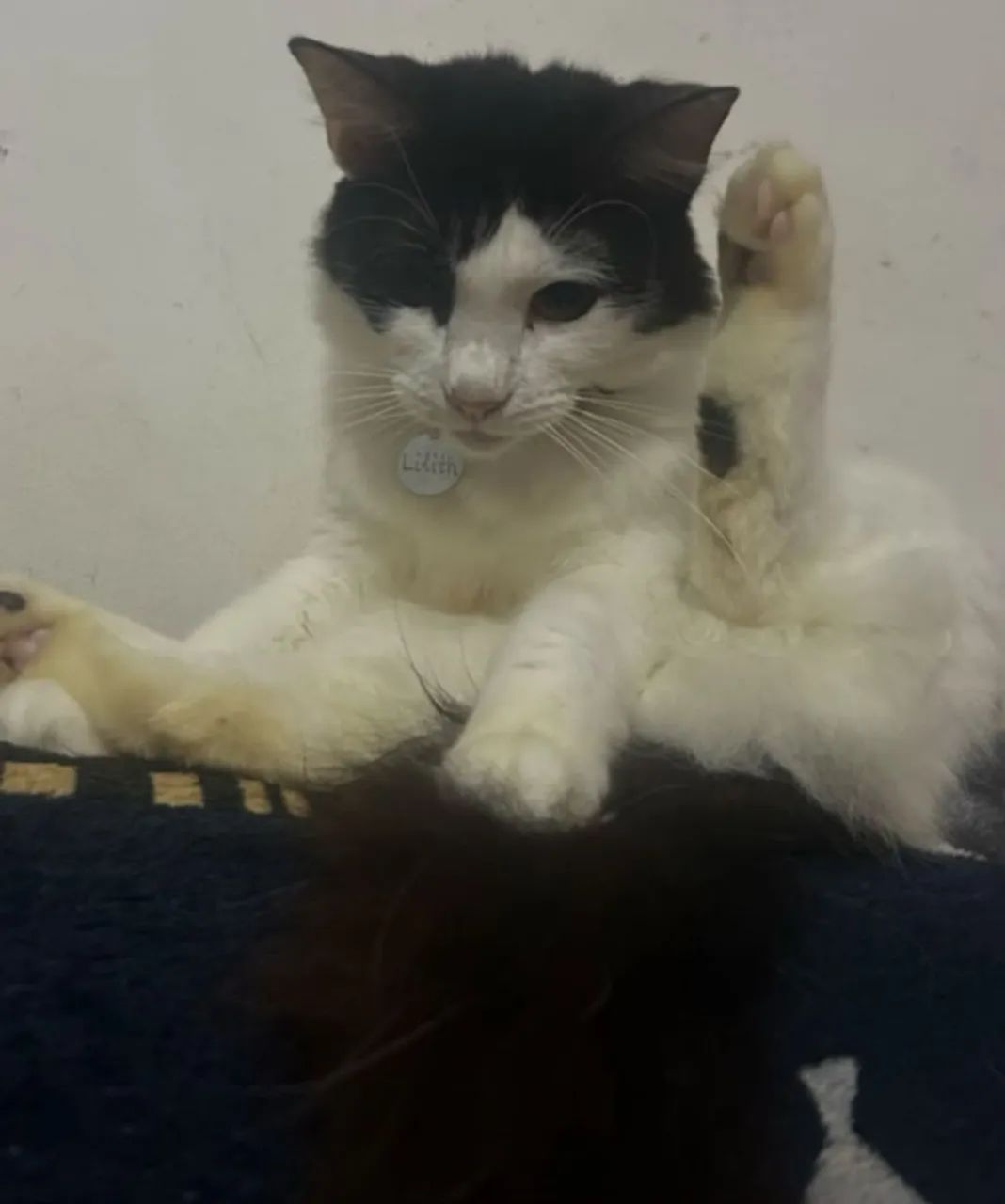Gato