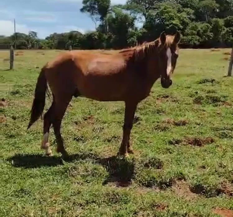 Potro Manga Larga  - Foto 2