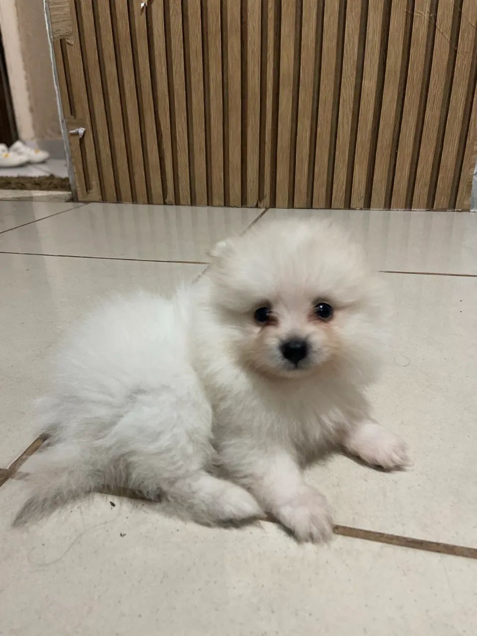 Spitz Alemão  - Foto 3