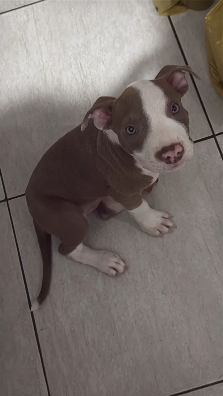 Pitbull 2 meses - Foto 2