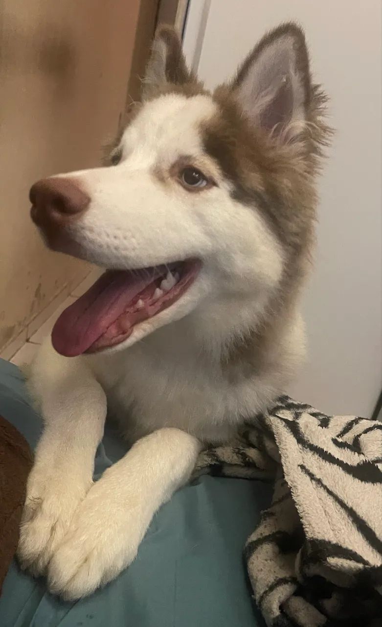 Husky siberiano Wooly  - Foto 2
