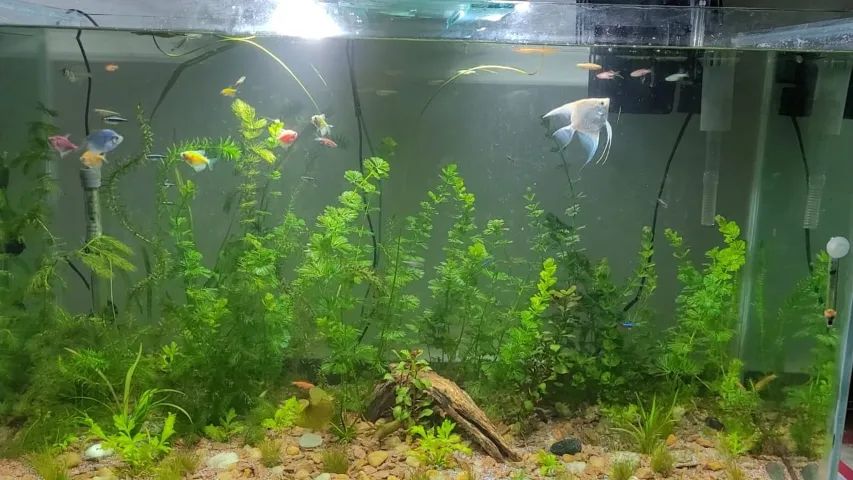 Aquário 200 Litros Completo (1 metro) + Aquário Peq + 3 Beteiras e Equipamentos - Foto 3