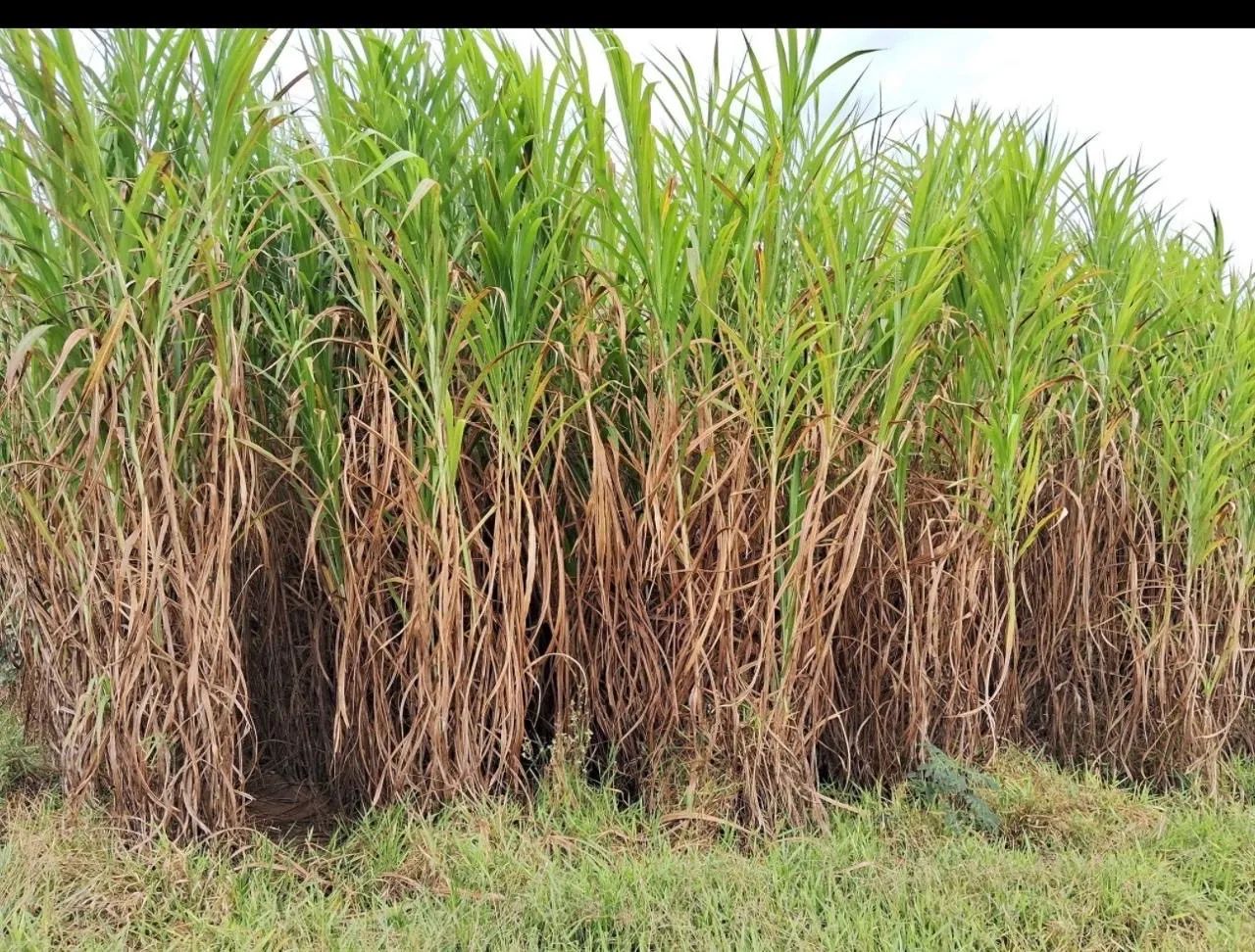 Capiaçu para silagem, trato verde ou mudas - 2 hectares - Foto 3