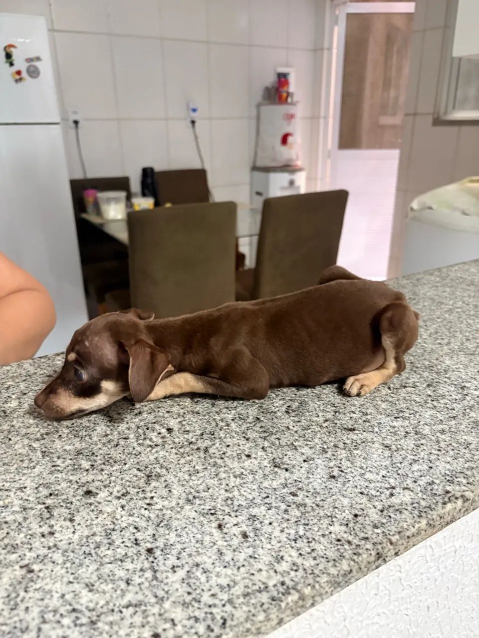 pinscher  - Foto 3