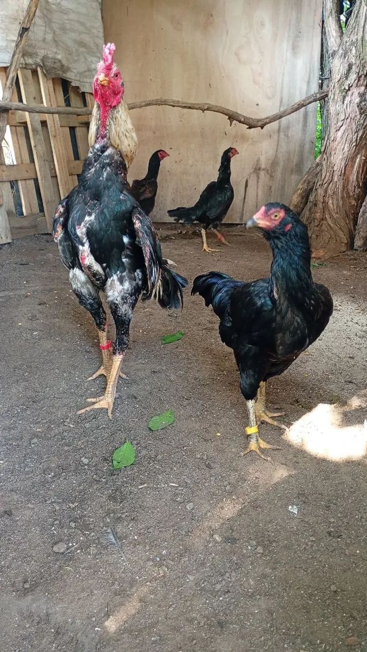 Galo galinha índio shamo 