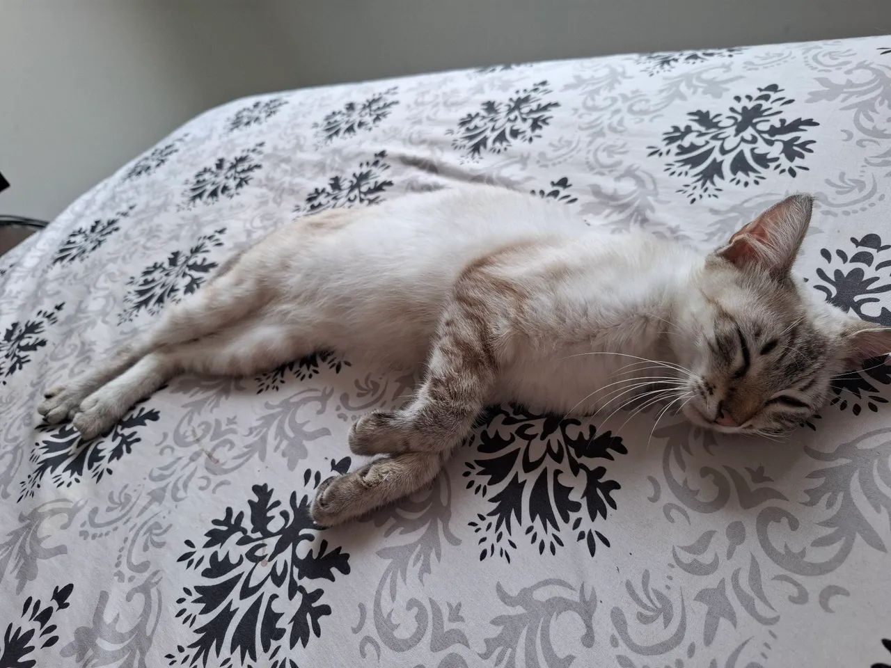 Adoção de gata 