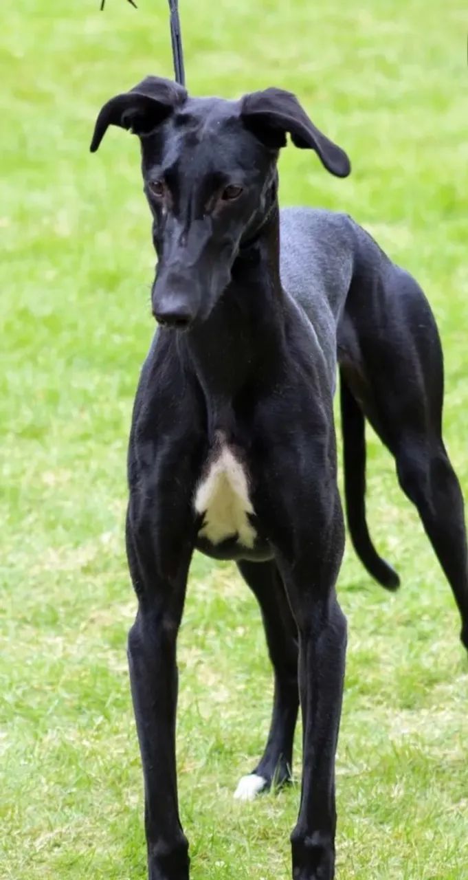 Galgo whippet  - Foto 2