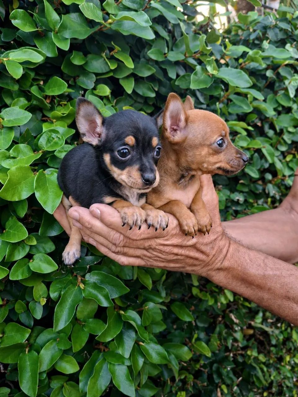 Pinscher filhotes - Foto 4