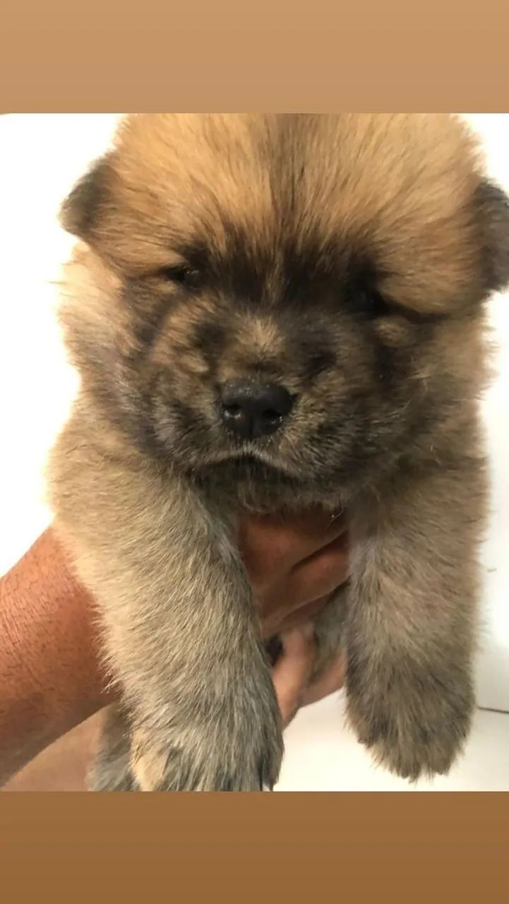 Filhotes Chow Chow  - Foto 4