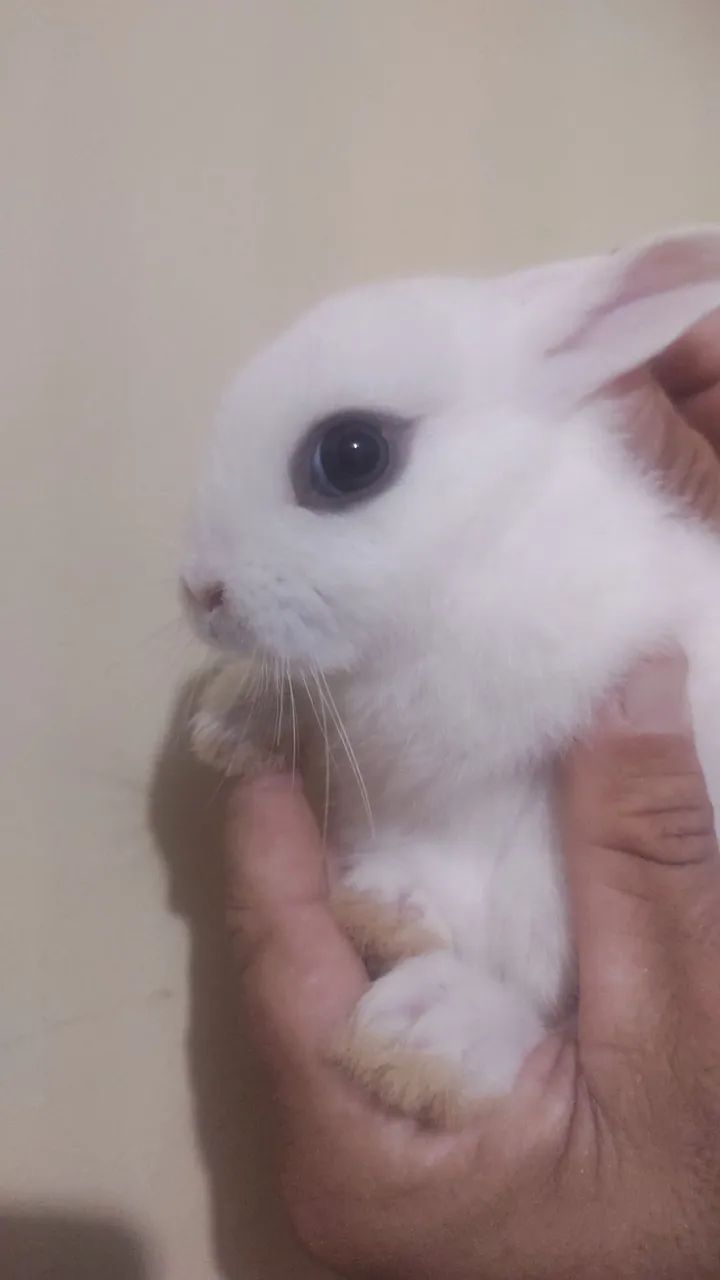 Mini coelho  - Foto 2