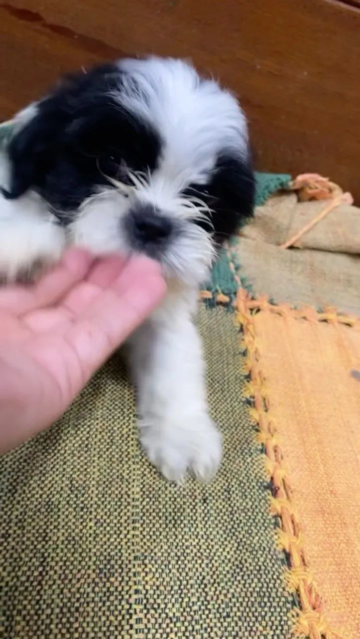 Macho / fêmea shihtzu puro - Foto 3