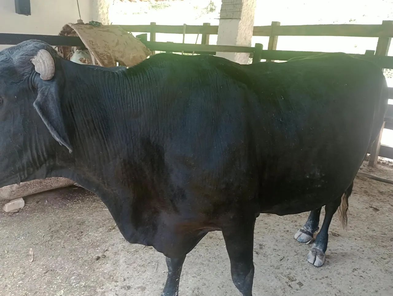 vendo vaca  - Foto 4