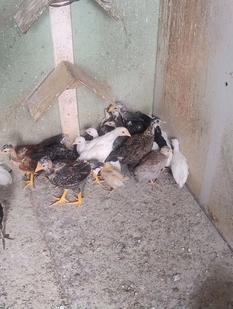 Filhote de angola - Foto 2