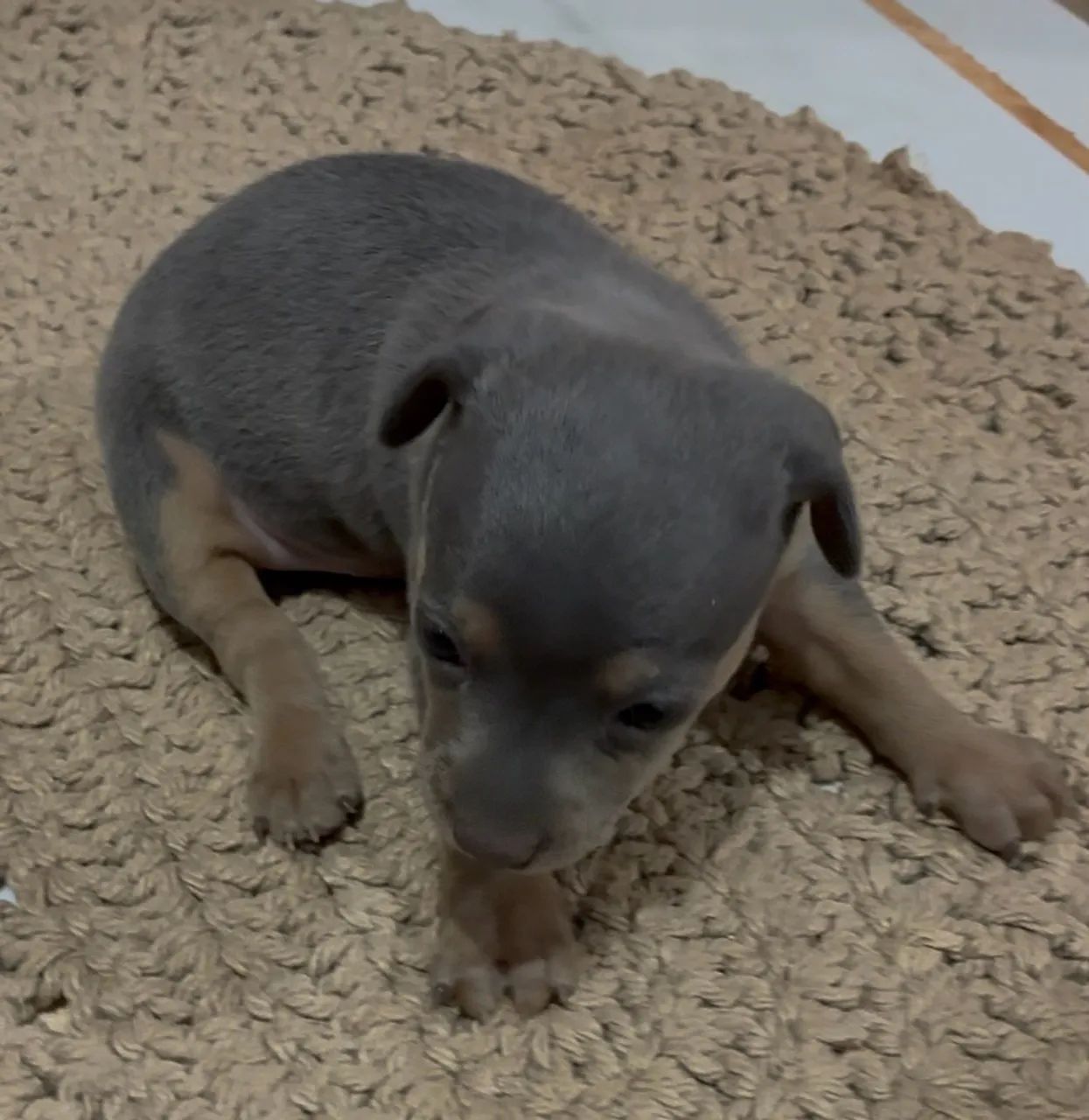 Pinscher macho 